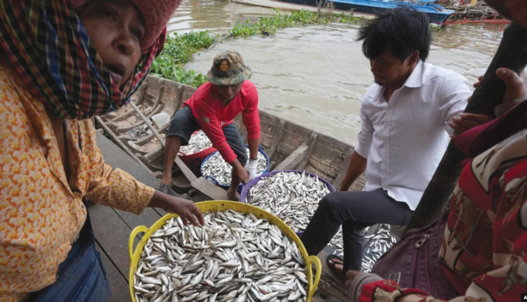 FILE - People buy fish at the bank of the Tonle Sap river during the fish harvesting season in Toul Ampil village on the outskirts of Phnom Penh, Cambodia, Jan. 2, 2023.